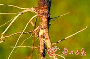 野生萝卜 点击进入下一页