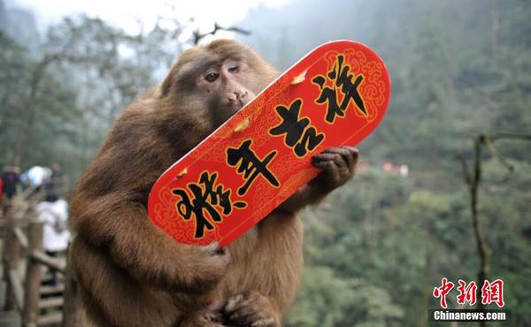 群猴闹春送新年祝福1