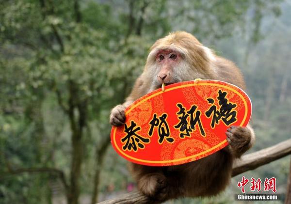 群猴闹春送新年祝福2