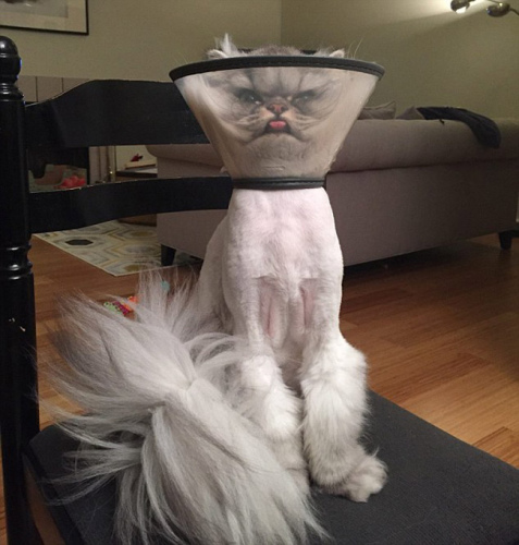 今天怎么不开心？“不爽猫”神表情再度来袭（图）