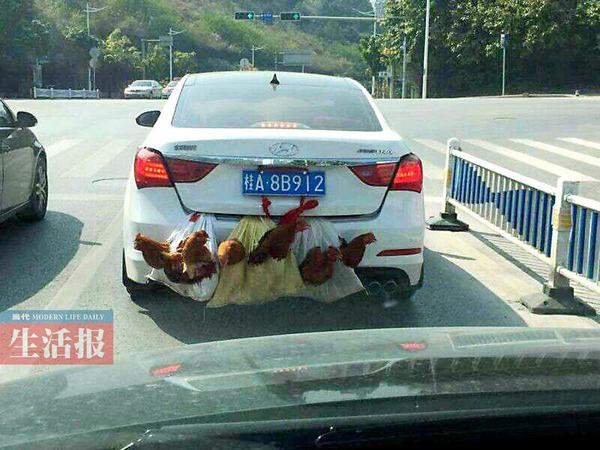 车外挂7只鸡一幕走红 南宁版“后置发动鸡”真相