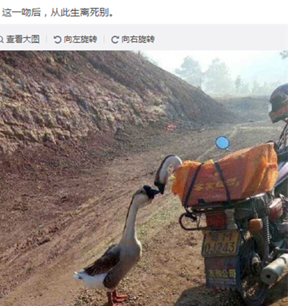 曲项向天歌 大鹅有何营养价值？