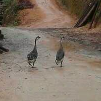 曲项向天歌 票圈俩大鹅有何营养价值？