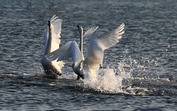 0024UbMqgy6Gloflrtl0f&690 0024UbMqgy6Gloflrtl0f&690