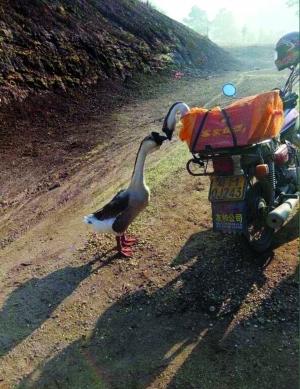 动物成“网红”：“接吻”总能红“不解风情”也行