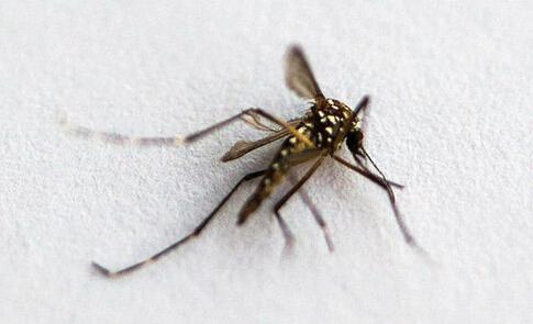 全面应对寨卡病毒 世卫组织看好“生物武器”