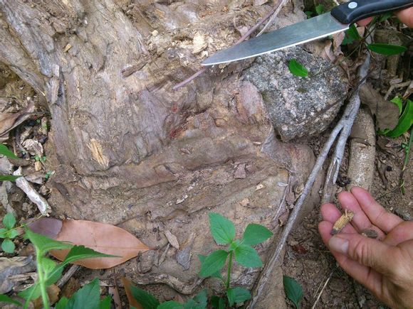 ebf81a4c510fd9f9d7752df0272dd42a2934a4cc ebf81a4c510fd9f9d7752df0272dd42a2934a4cc