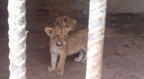 20160218040703325 20160218040703325