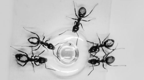 2016118519331450 2016118519331450