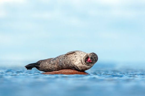 海豹似乎发现什么有趣的事情，在哈哈大笑。