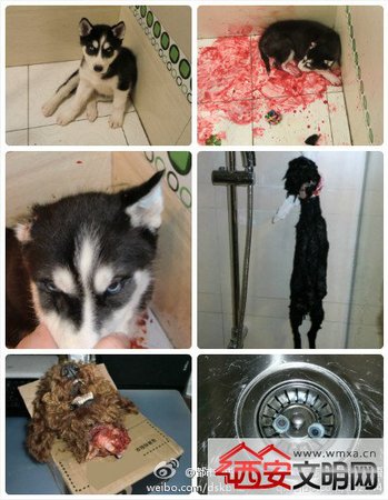 车主将狗挂车窗外致死令人发指 盘点那些轰动网络的虐狗事件