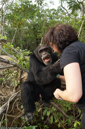 猩猩实验后遭丢弃 猩猩实验后遭丢弃