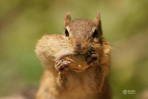 花生将这只花栗鼠的腮帮子撑得鼓鼓的。