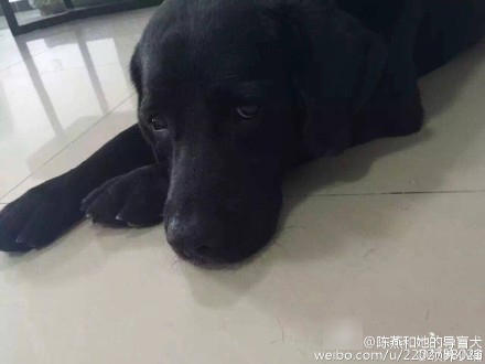 “22日上午天气好，我就带它出来散散步，晒晒太阳。”田先生回忆称，刚出按摩店门口，就听到汽车声。店里的员工告诉记者，当时一辆五菱牌面包车停在店门口，车上的人下车掳走了乔乔，随后驾车离去。“店里的员工追出了十几米远，但还是让他们跑了?！? suffix=