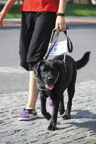 “它是我的家人，像孩子一样，也是我的眼睛，领着我去很多地方，陪我散步。不管花多少钱，只要乔乔能回来就行?！碧锵壬怠Ｍ嘉济と乔墙邮苎盗肥钡某【?。