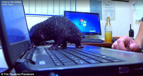 蠢萌:澳针鼹鼠玩电脑却将鼻子卡住拔不出(图)