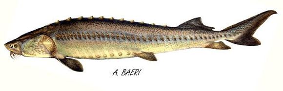 B20160224006-zx6 B20160224006-zx6