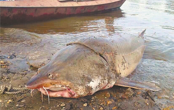 B20160224011-zx6 B20160224011-zx6