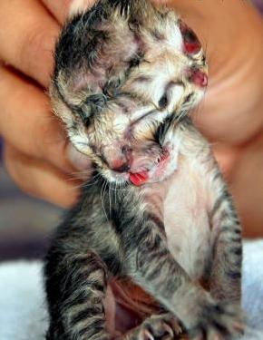 20162249439 20162249439