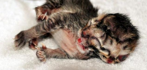 U595P4T8D7770222F107DT20160224090702 U595P4T8D7770222F107DT20160224090702