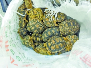 旅客携80多只陆龟入境辩称要“放生”大海