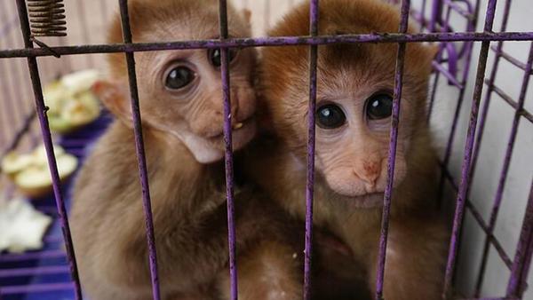 点击图片翻到下一页>> 卖野生动物被诉 17名农家乐及会所负责人被追究刑责