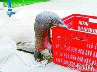 点击图片翻到下一页>> 卖野生动物被诉 17名农家乐及会所负责人被追究刑责