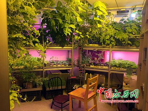 江西医生在南极种出蔬菜(图)