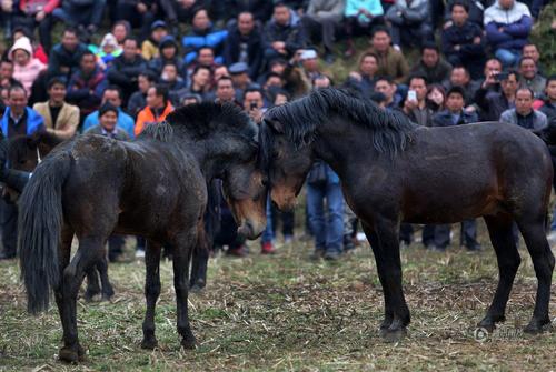 开斗前，两马碰头对视。