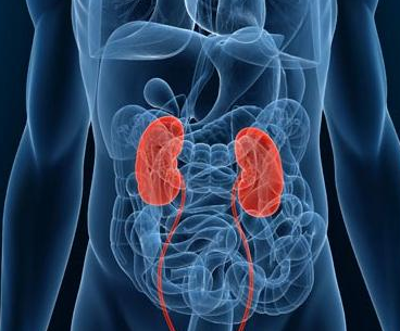 肾脏有9个金标准 原来健康的肾长这样