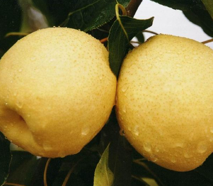 饭后1水果可排光体内致癌物