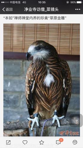 净业寺内疑还养过金雕