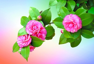 山茶花 点击进入下一页