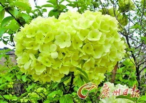 扬州市花——琼花 点击进入下一页