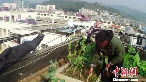 楼顶私种罂粟花