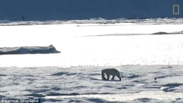 气候变暖导致食物短缺 北极熊残忍捕食幼崽画面曝光
