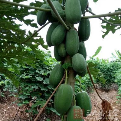 木瓜有均衡、强化青少年和孕妇期的荷尔蒙的生理代谢平衡