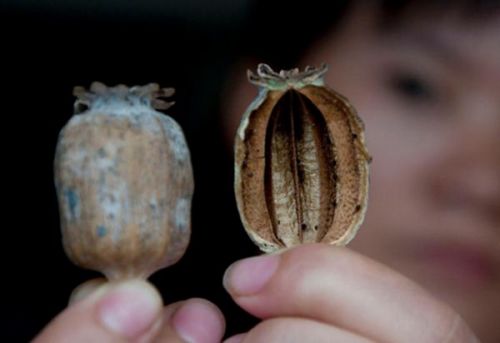 用罂粟壳炸鸡被捕 用罂粟壳炸鸡被捕