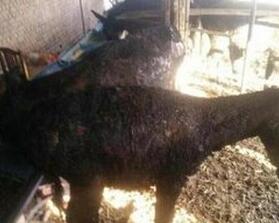 农妇打喷嚏烧伤8头驴 白白损失了4万元 网友：大写加粗的服