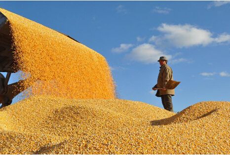 粮食“去库存” 粮食“去库存”