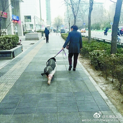 女子中关村遛猪