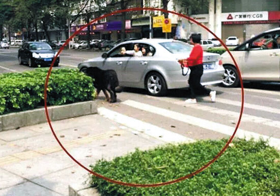 120斤藏獒闹市脱缰 悠闲散步吓坏路人(图)