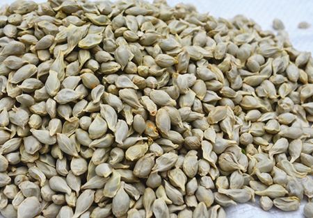 10845293469719652904 10845293469719652904