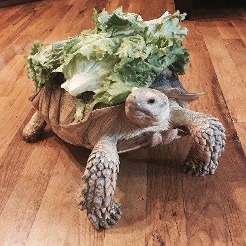 美国女子登广告请人帮忙遛宠物龟申请者挤爆棚