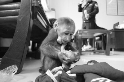 小短尾猴津津有味啃着苹果