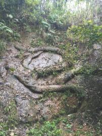 江口石龙尚见尾不见首。