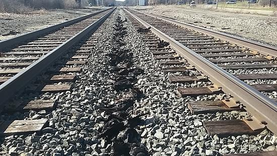 凶兆?美密歇根州数百乌鸦沿铁路“列队”死亡(图)