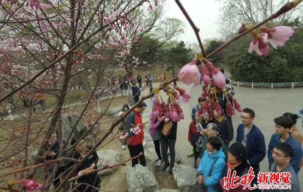 玉渊潭早樱本周末迎来观赏期 玉渊潭早樱本周末迎来观赏期
