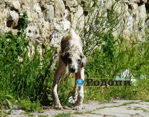 工作人员说能理解一些人看见这条狗的想法，因为实在太可怕了，他们第一眼看见时也吓了一跳，这只狗瘦骨嶙峋，全身毛脱落，有严重的蠕形螨病，浑身都是跳蚤，耳朵被撕裂，前腿有伤。有的人看见健康的流浪狗都会驱赶打骂，很难想象这只一身疾病脏兮兮的狗是怎么在街上流浪过活的。