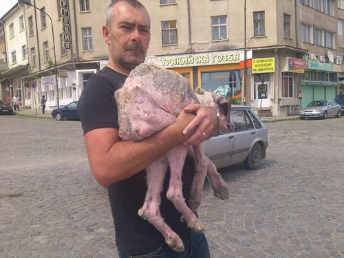 工作人员把它抱上车，带回了机构。在路上，他们给它取名“Khaleesi”。